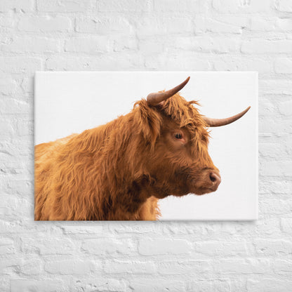 Highland Heifer Canvas Print